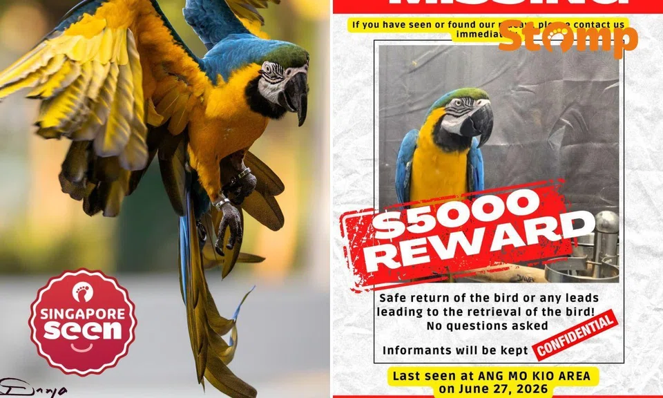 Owner offering $5,000 for pet macaw that got chased by eagle and was last seen in Ang Mo Kio