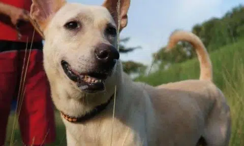 How aggressive dog became a part of SOSD welfare group's family -- until his last breath