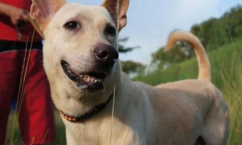 How aggressive dog became a part of SOSD welfare group's family -- until his last breath