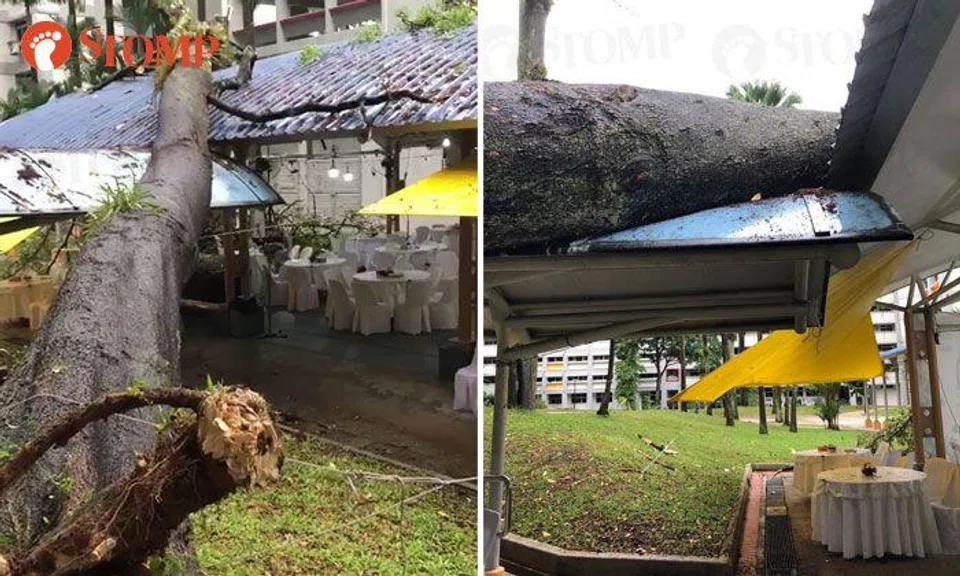 18-metre-tall tree falls on Choa Chu Kang multi-purpose hall where funeral wake is held