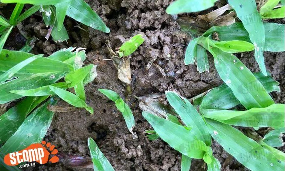 How many snails can you see in this photo taken at Yishun?