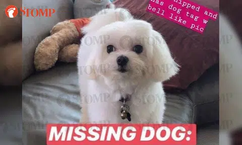 Family looking for beloved dog that ran out of home at Shangri-la Walk on Valentine's Day