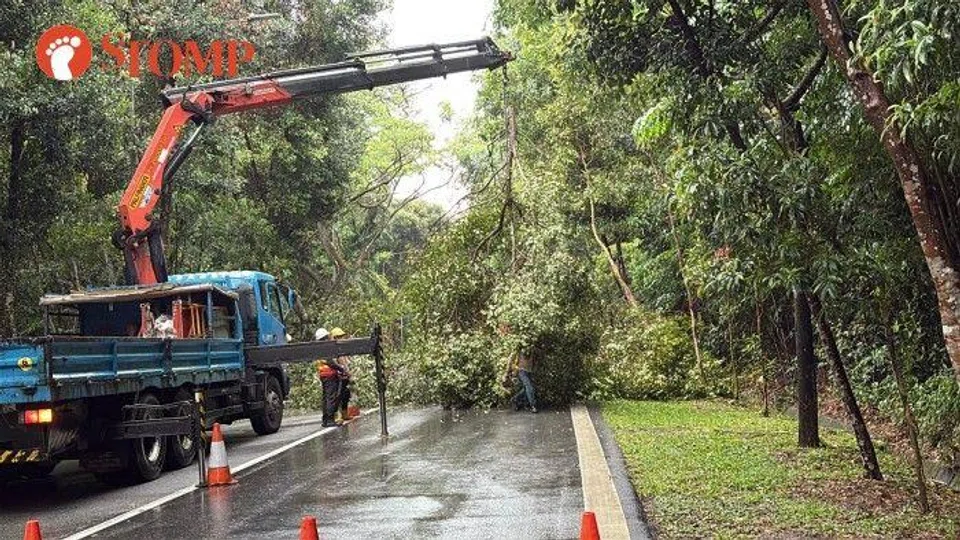 A crane and workers clearing the tree from the road.