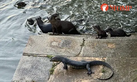 Monitor lizard prevents 'scared' otters from climbing steps out of Singapore River -- at first