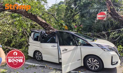 Tree falls on MPV in Dempsey, crushing roof and trapping driver inside