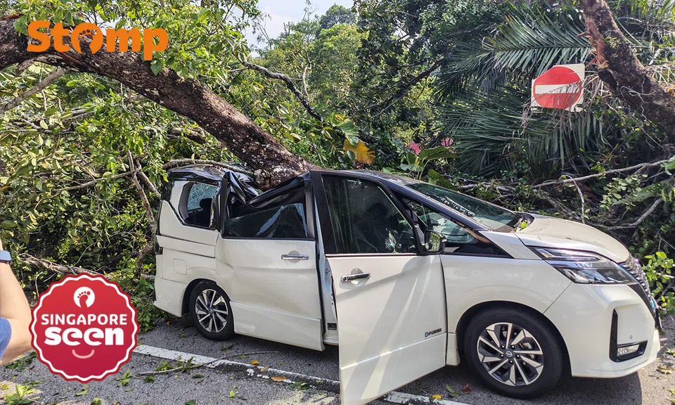 Tree falls on MPV in Dempsey, crushing roof and trapping driver inside