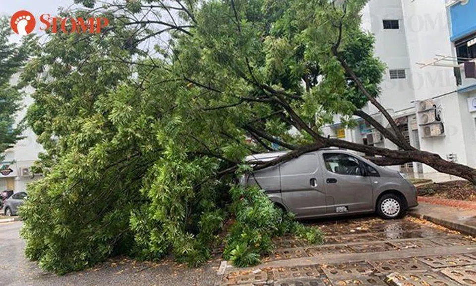 Tree that fell on vehicles at Tampines carpark removed by town council