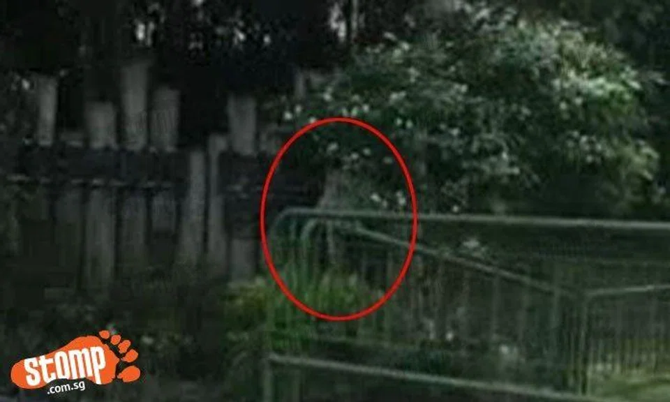 Monkey spotted at Yishun Park near SAFRA | STOMP