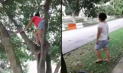 Woman climbs up tree to pick fruits and drops them to friend waiting below