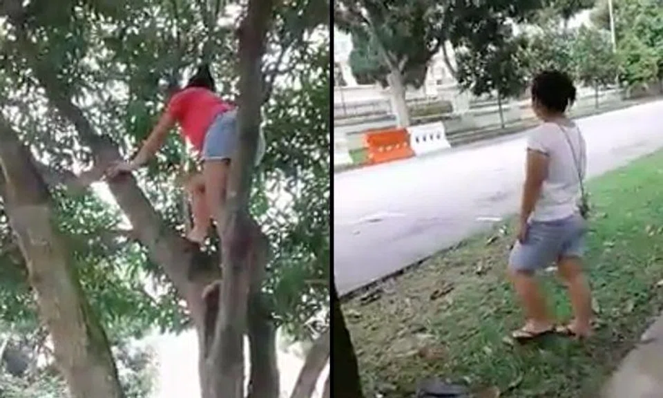 Woman climbs up tree to pick fruits and drops them to friend waiting below