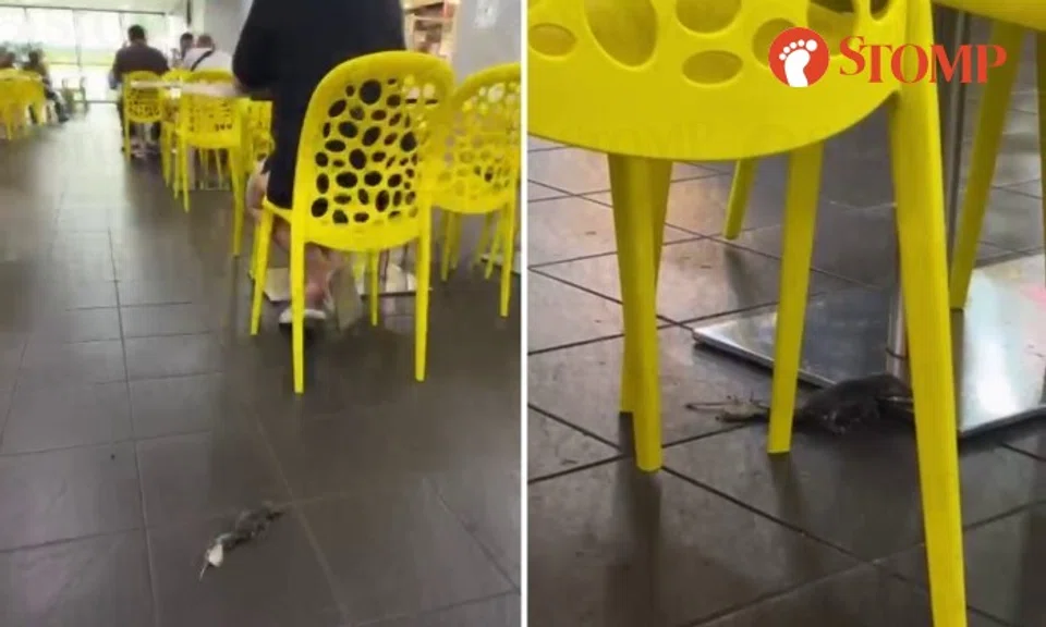 Stomper Nas shared videos of the rat crawling on the floor under the tables and chairs where people were seated.