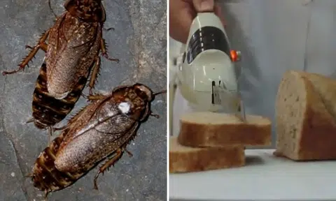 Can you stomach this? Bread laced with cockroaches might just be mankind's food of the future
