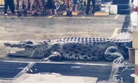 Massive 5m-long crocodile caught in Sarawak tyre repair shop