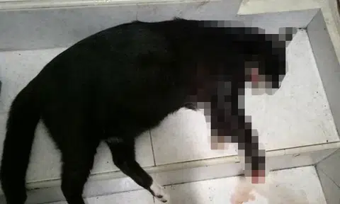 Marsiling resident's cat dies in a pool of blood in front of doorsteps -- in suspected case of poisoning