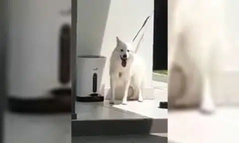 AVS advises owner to improve dog's living conditions after it was left on short tether under hot sun