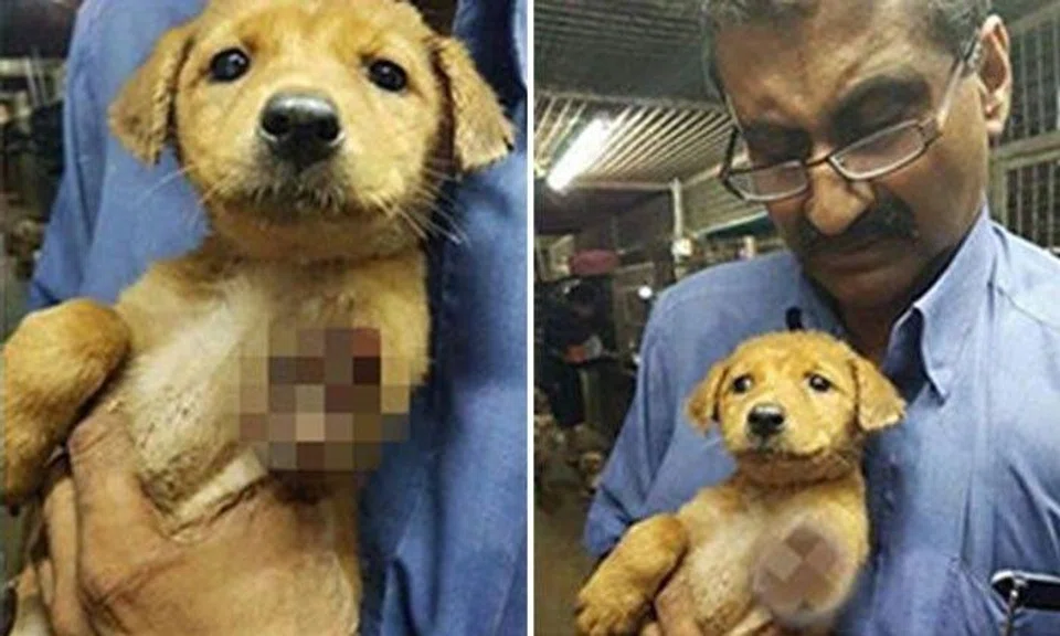 Appeal for donation: Dog with severed leg found on Coney Island requires surgery