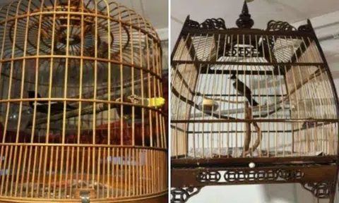 Birds, cages and cash amounting to about $7,200 were purportedly stolen.