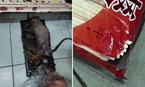Bukit Batok hawkers and grocers struggle with growing rat infestation: 'They are fat and big'