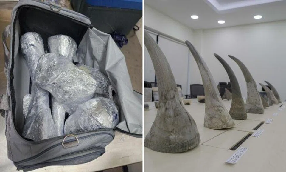 This is the largest seizure of rhino horns in Singapore. Photo: NParks