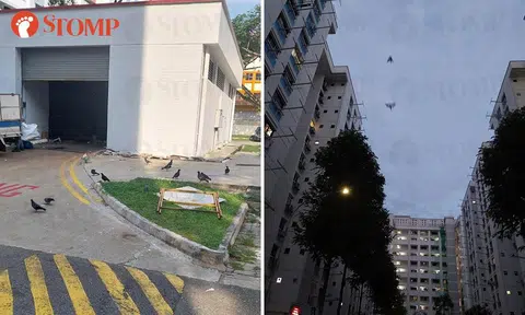crows in bukit panjang