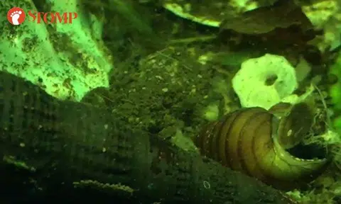 Can you help Lau Lup identify this mysterious creature on his birthday?