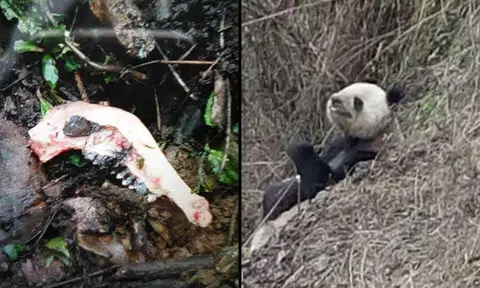 For real? Wild panda allegedly attacks and devours goat in China