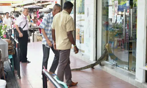 Bloodied monitor lizard seeks treatment at Malaysian pharmacy