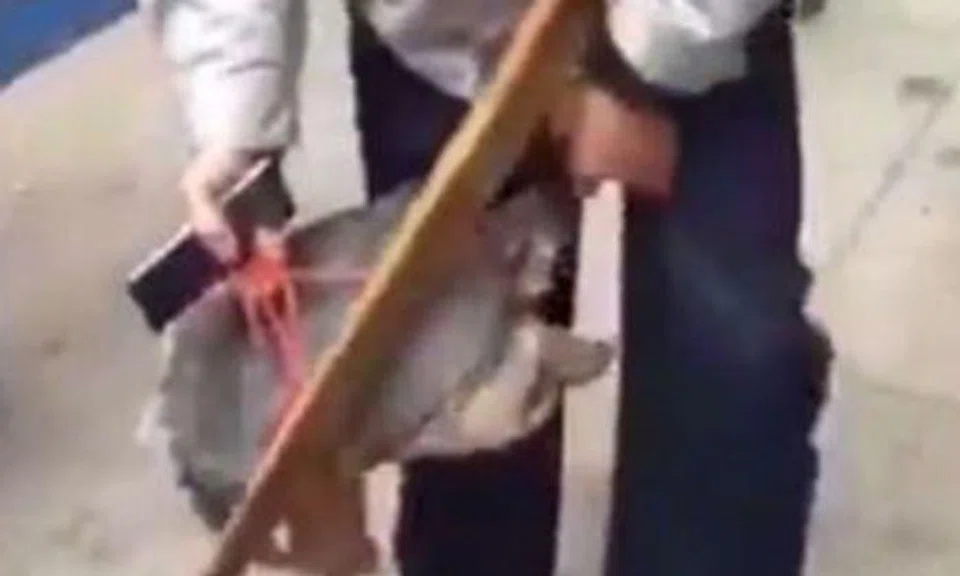 Ouch! Man in China gets bitten in genitals by turtle