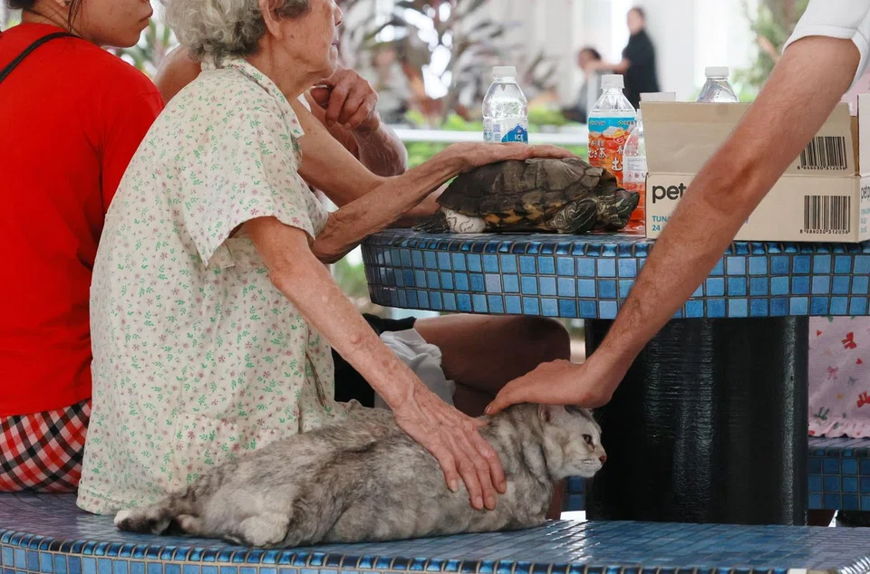 The owner's pets that managed to escape from the fire.