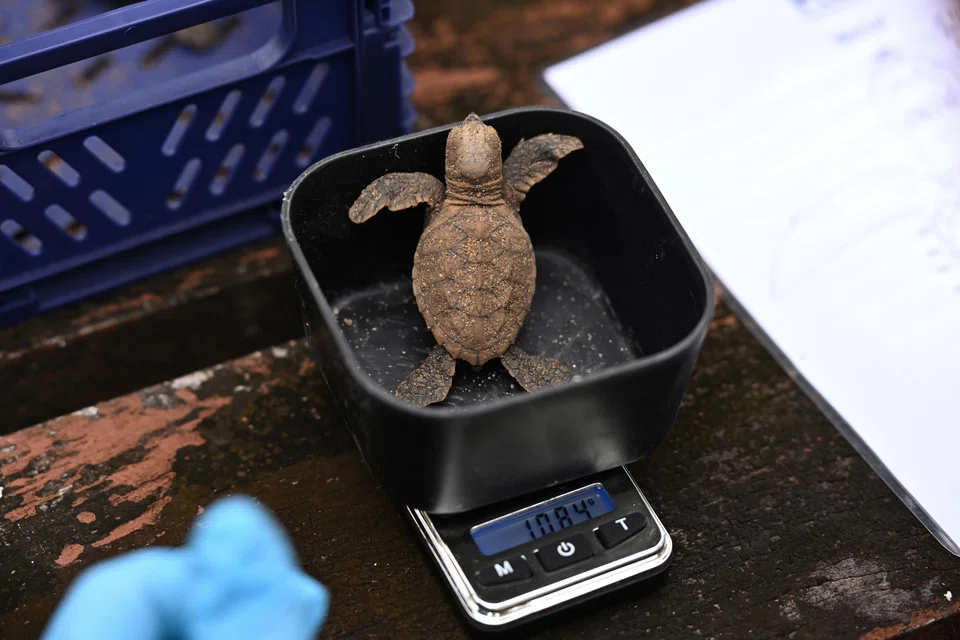 Turtle hatchlings being measured before they were released into the sea at Sisters' Islands Marine Park on Aug 23.
