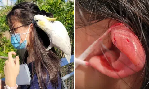 Mum uses finger to stop cockatoo in Bird Paradise from biting girl's ear before dad pushes bird away