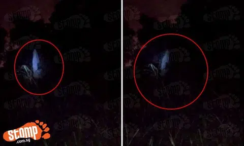 Spooky encounter at Sembawang forest: Banana tree sways even though there is no wind