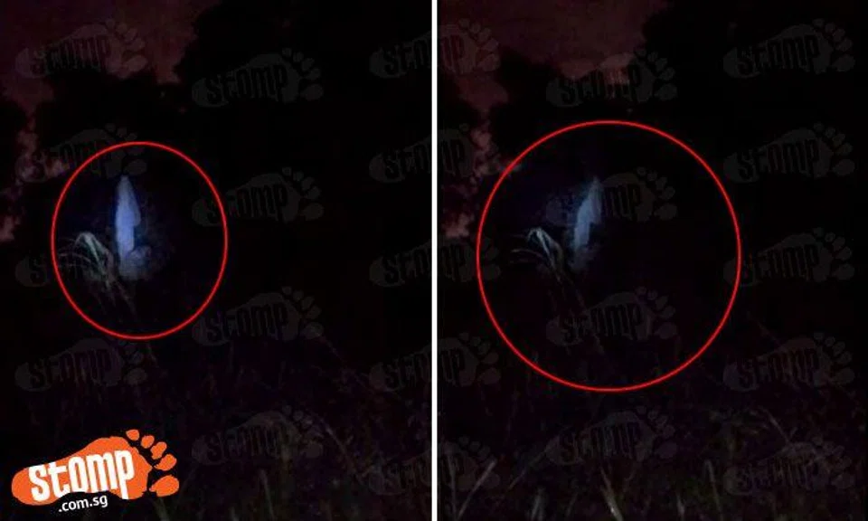 Spooky encounter at Sembawang forest: Banana tree sways even though there is no wind