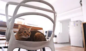 cat fosterers allowed up to six cats