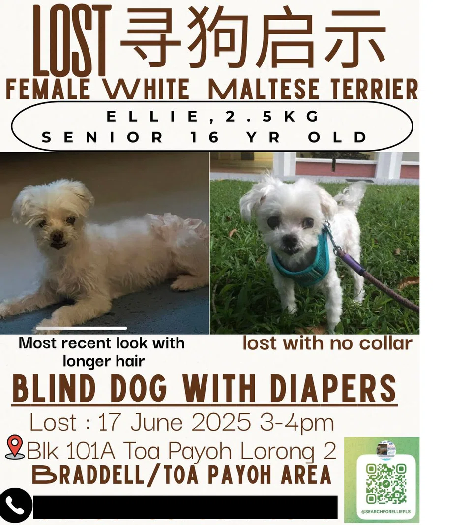 ellie missing poster