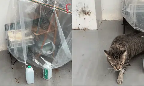 innovative cat shelter