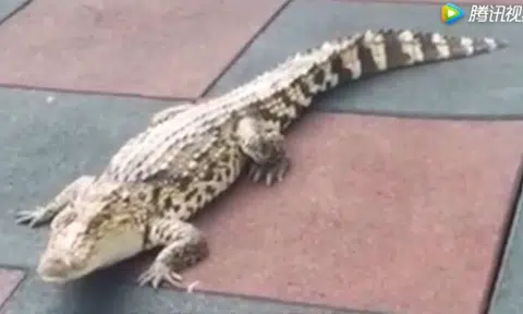 Alligator in China finds its way into day care centre after escaping from apartment