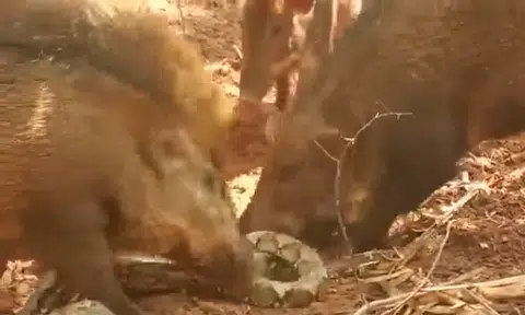 Disgruntled wild pig and its hamigos rip apart python for eating piglet