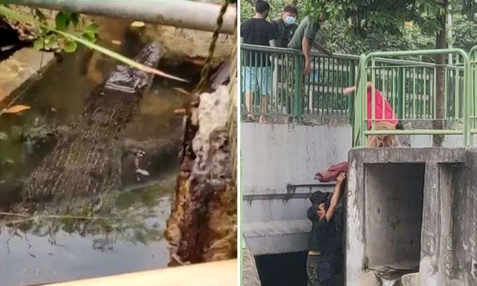 1.53m crocodile caught at East Coast Park and relocated by authorities
