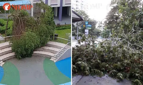 Fallen trees spotted at Rivervale Drive and Compassvale Drive after heavy rain