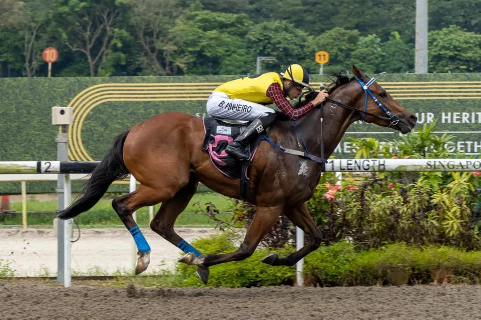 Super Baby (Bernardo PInheiro) winning at Kranji on July 13, 2024. He worked well on the morning of Feb 25.