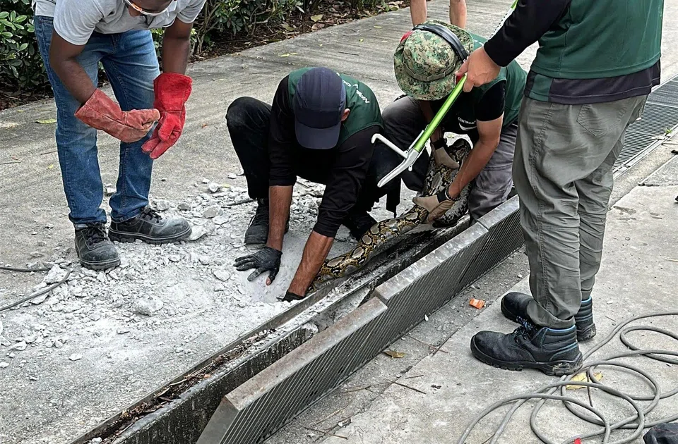 The snake was freed in a rescue attempt that took about five hours.