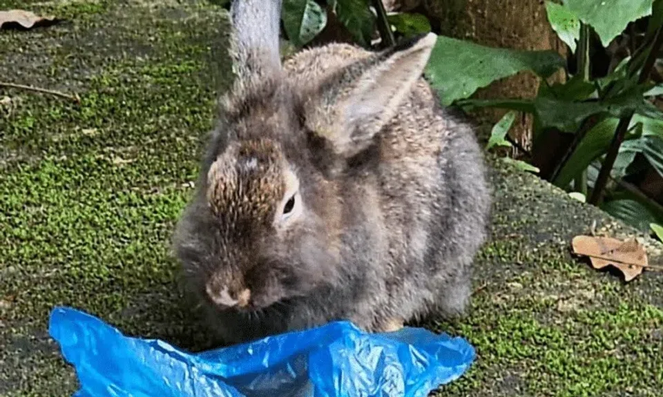 At least six rabbits have been rescued from the Zhenghua park area in Bukit Panjang since December 2024.