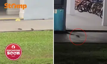 Rats ‘strike again’ at Bedok Reservoir Road