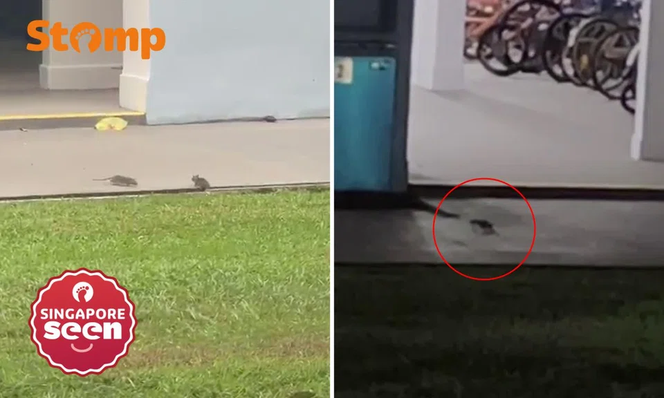Rats ‘strike again’ at Bedok Reservoir Road