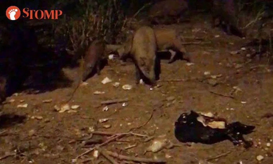 Should you really be feeding these wild boars at Lorong Halus Wetlands?