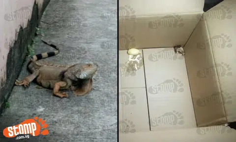 Passers-by protect iguana from crossing road at Geylang Lor 35, and are rewarded with this surprise
