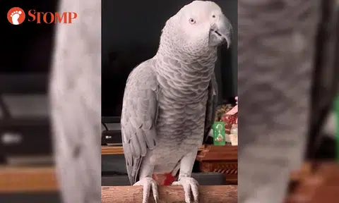 Owner offering $3,000 reward for missing parrot that was last seen at Toa Payoh