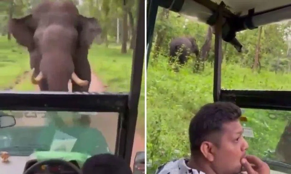 The video shows an elephant running after an open-roof vehicle until the elephant gives up the chase and walks into the greenery. 