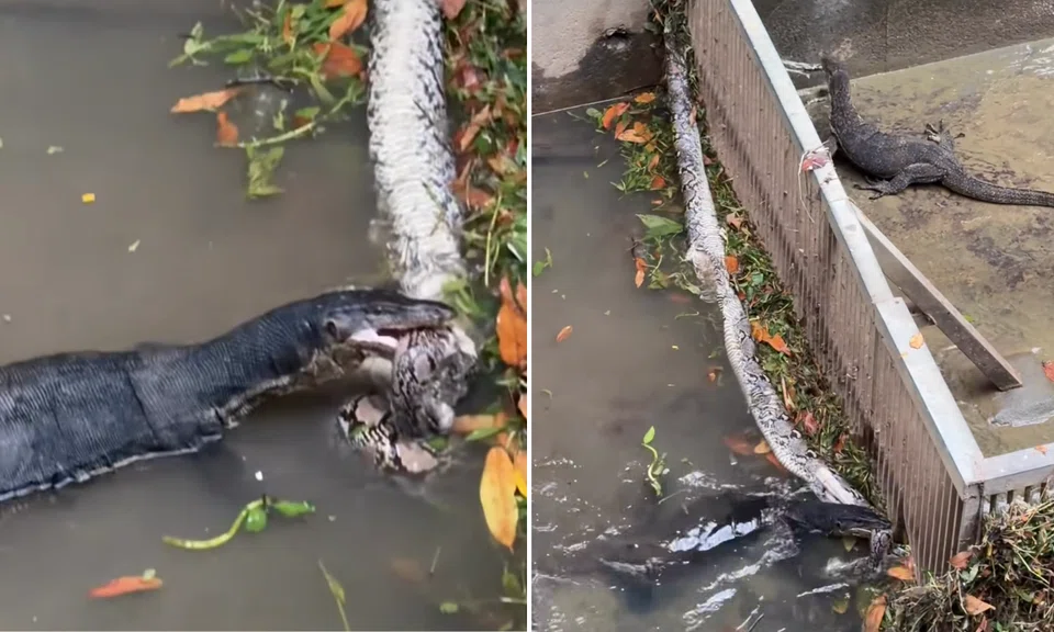 The monitor lizards got into a tug of war over the carcass of a python. 